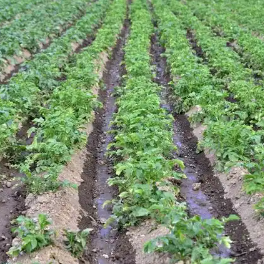 Wheat Drought Resistant Sprinkler Irrigation Machinery Demonstration