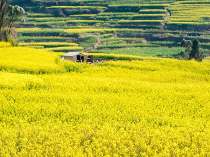 Guiding Opinions on Spring Rapeseed Planting Technology
