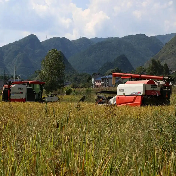 The Rice Harvester is in Full Swing, Playing the "Harvest Song" of the Golden Autumn