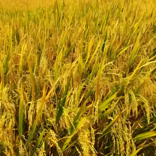 Create a Regional Rice Industry Revival