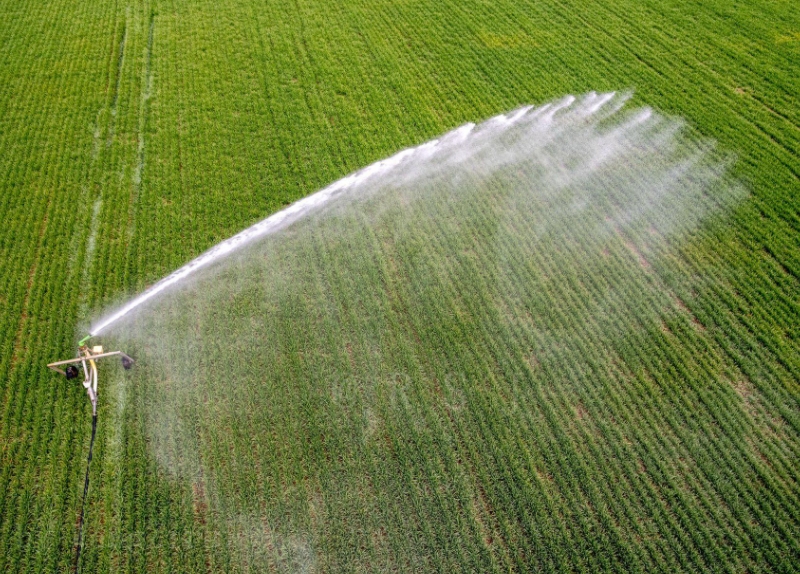 Make Every Effort to Carry Out Wheat Drought Resistant