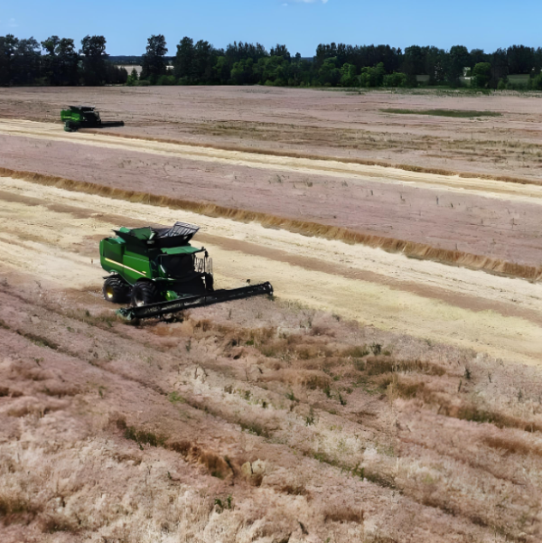 On Site Demonstration of Rice Harvester