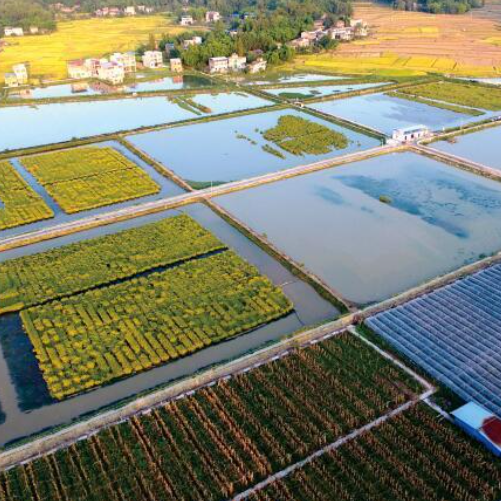 Steadily Promote the Rice Fishing Integrated Planting and Breeding industry