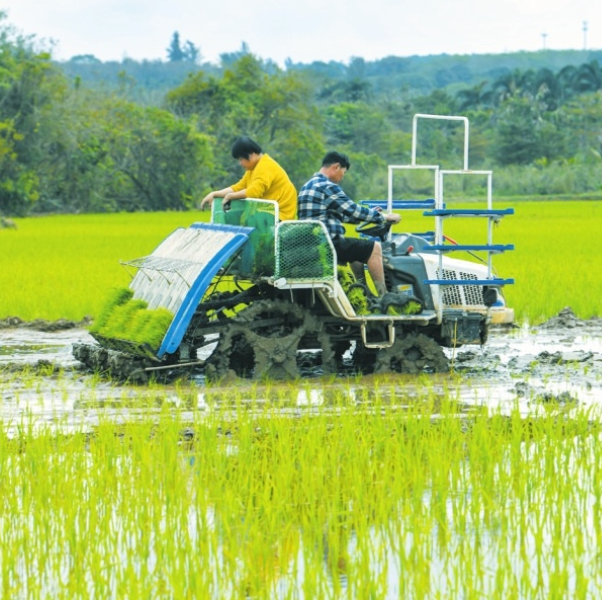 Accelerate the Improvement of Rice Transplanter