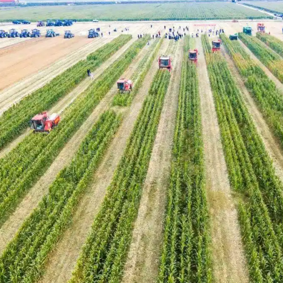 Harvesters Ensure Agricultural Production During The 'Three Autumn' Season!