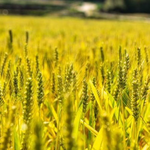 Lesser Fullness of Grain is Coming, Wheat are Maturing and will be Harvested 