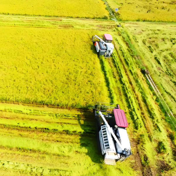 Guiding Opinions on Harvesting and Planting of Southern Rice Harvest in 2025