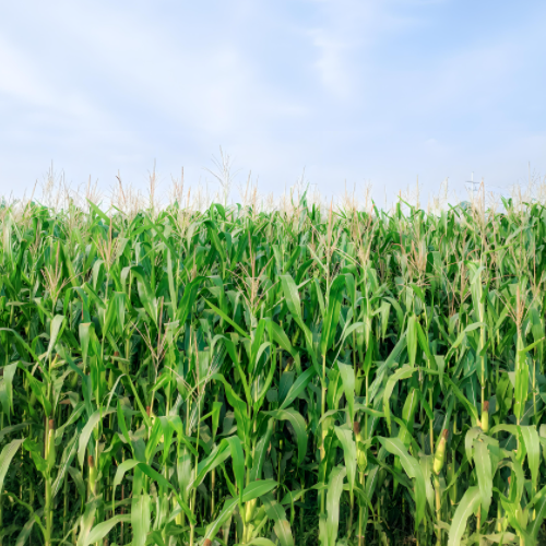 Guiding Opinions on the Prevention and Control Technology of Corn Diseases and Pests